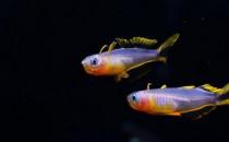 霓虹燕子魚的簡介-霓虹燕子魚如何繁殖？