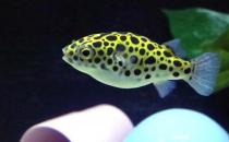 潛水艇魚(yú)的簡(jiǎn)介-潛水艇魚(yú)的體型特征