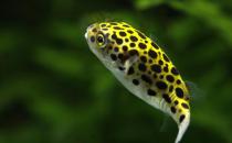 潛水艇魚怎么養(yǎng)？潛水艇魚選魚技巧