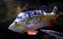 射水魚(yú)的簡(jiǎn)介-射水魚(yú)吃什么？