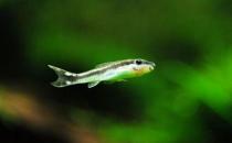 小精靈魚怎么養(yǎng)？小精靈魚的飼養(yǎng)方式