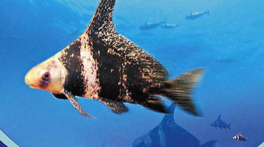 胭脂魚是怎樣的？胭脂魚的體型特征