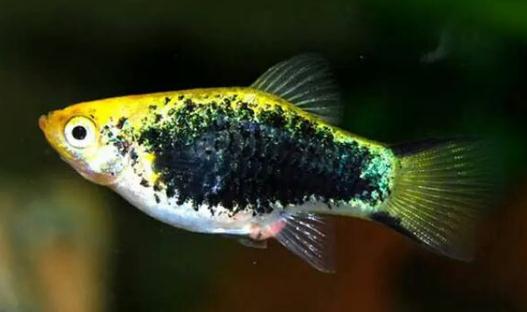 月光魚怎么養(yǎng)？月光魚的飼養(yǎng)環(huán)境
