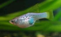 月光魚(yú)的簡(jiǎn)介-月光魚(yú)的的品種