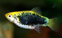 月光魚怎么養(yǎng)？月光魚的飼養(yǎng)環(huán)境