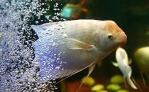 招財魚怎么養(yǎng)？招財魚的養(yǎng)殖環(huán)境