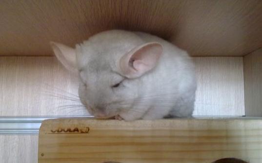 金斑龍貓怎么養(yǎng)？金斑龍貓的飼養(yǎng)要點