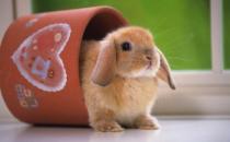 公主兔怎么養(yǎng)？公主兔的飼養(yǎng)方法