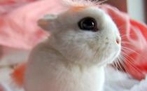 海棠兔的生長環(huán)境如何？