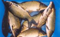 年年有魚 過(guò)年吃什么魚好？