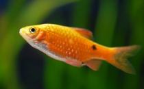 魚(yú)肉營(yíng)養(yǎng)價(jià)值高 寶寶吃什么魚(yú)好？
