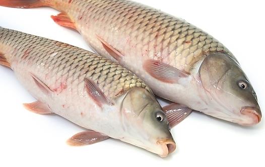 魚怎么吃 吃10種魚的注意事項