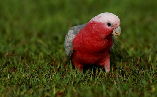 粉紅胸鳳頭鸚鵡如何繁殖？粉紅胸鳳頭鸚鵡的飼養(yǎng)方法