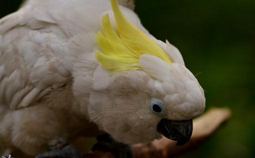 摩鹿加鳳頭鸚鵡如何繁殖？摩鹿加鳳頭鸚鵡飼養(yǎng)方法