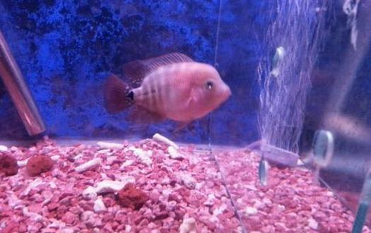 家里養(yǎng)魚(yú)應(yīng)該多久換一次水？