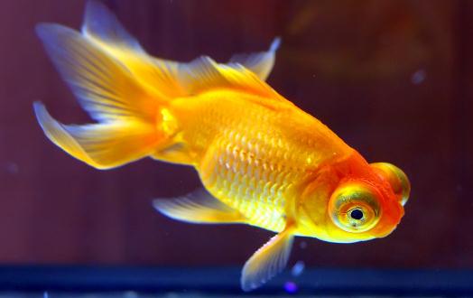 養(yǎng)金魚的水有什么要求？