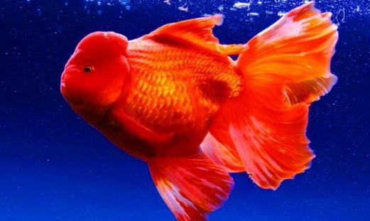 家中養(yǎng)魚需要常備什么藥？