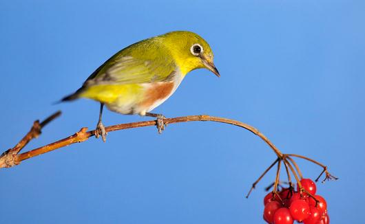 喂養(yǎng)繡眼鳥(niǎo)的四季管理方法