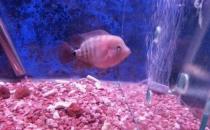 家里養(yǎng)魚應(yīng)該多久換一次水？