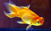 養(yǎng)金魚的水有什么要求？