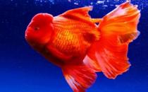 家中養(yǎng)魚需要常備什么藥？