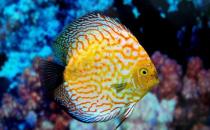 七彩神仙魚(yú)的繁殖竅門