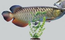 銀龍魚(yú)的家庭養(yǎng)殖方法