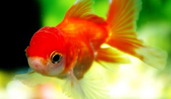 養(yǎng)好金魚的小訣竅