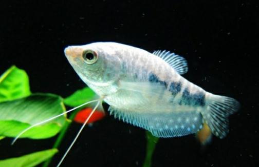 如何為熱帶海水魚預防疾病？