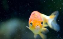 家庭養(yǎng)魚(yú)有什么好方法嗎？