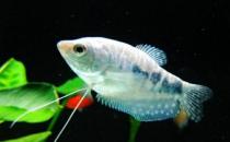 如何為熱帶海水魚預防疾??？