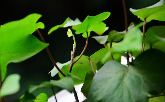 盆栽常青藤如何養(yǎng)殖？盆栽常青藤對(duì)土壤的要求