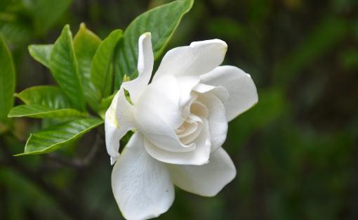 梔子花葉子發(fā)黃的原因是什么？