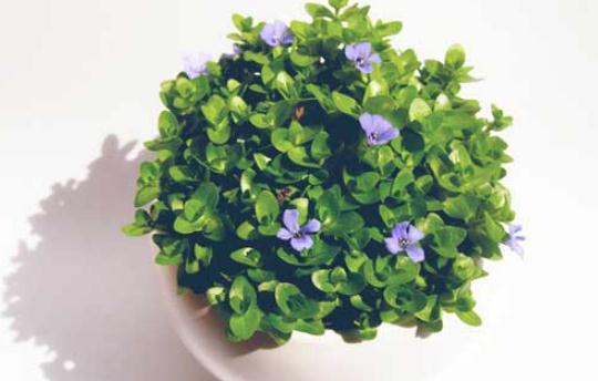教你巧治盆栽花卉蟲(chóng)害的方法