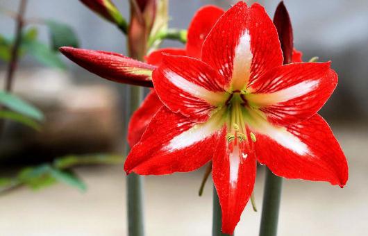 養(yǎng)花必學(xué)：給花卉換盆的方法