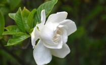 梔子花葉子發(fā)黃的原因是什么？