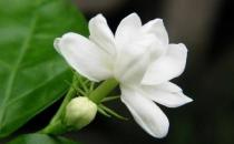 花盆里有蟲蟻怎么辦？