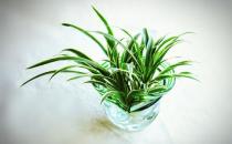 水培植物的水里長(zhǎng)綠藻了怎么辦