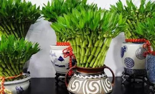 富貴竹這么養(yǎng)才長得旺盛