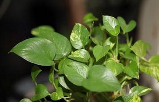 種植綠蘿的好處和價(jià)值