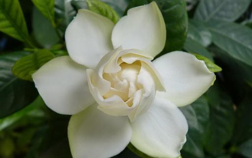 為什么你種的梔子花葉黃還不開(kāi)花？