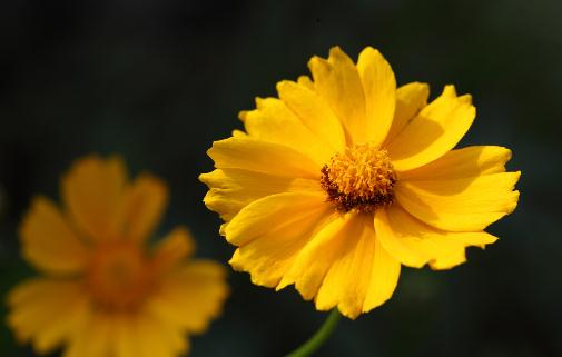 養(yǎng)出漂亮金盞菊花的方法