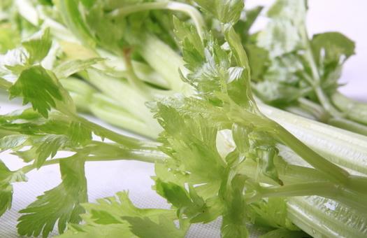 芹菜也分種類 芹菜有哪些藥效？