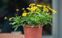 基質(zhì)栽培定植后如何管理？