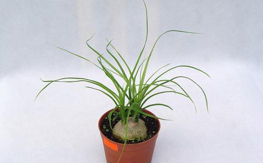 這樣種植酒瓶蘭可以葉綠形美哦！