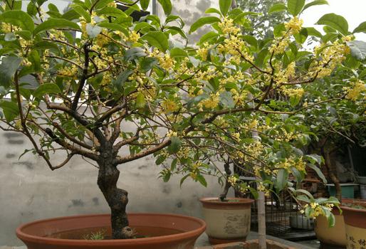 盆栽桂花不開花怎么辦？