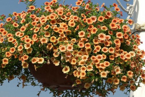 四月份如何養(yǎng)花最好？