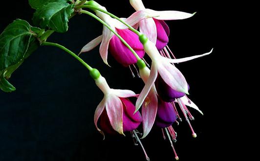 想養(yǎng)花？花卉都有哪些類(lèi)型？