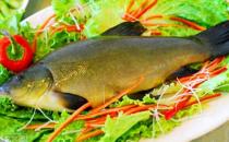 丁桂魚有什么營養(yǎng)價值與功效？