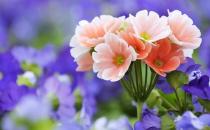 盆栽天竺葵不開(kāi)花的解決辦法